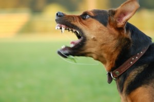 Angry Dog - Fort Mill & Rock Hill Animal Attack Lawyer
