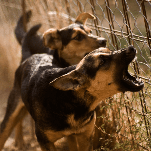 Agressive Hunting Dogs - North Carolina Dog Bite Laws