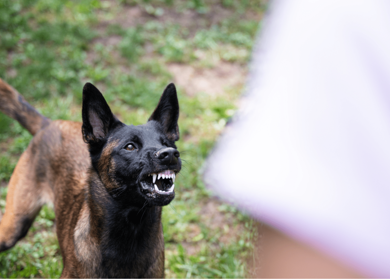 Dangerous Dog - Charlotte Dog Bite Lawyer Offering Legal Assiatnce