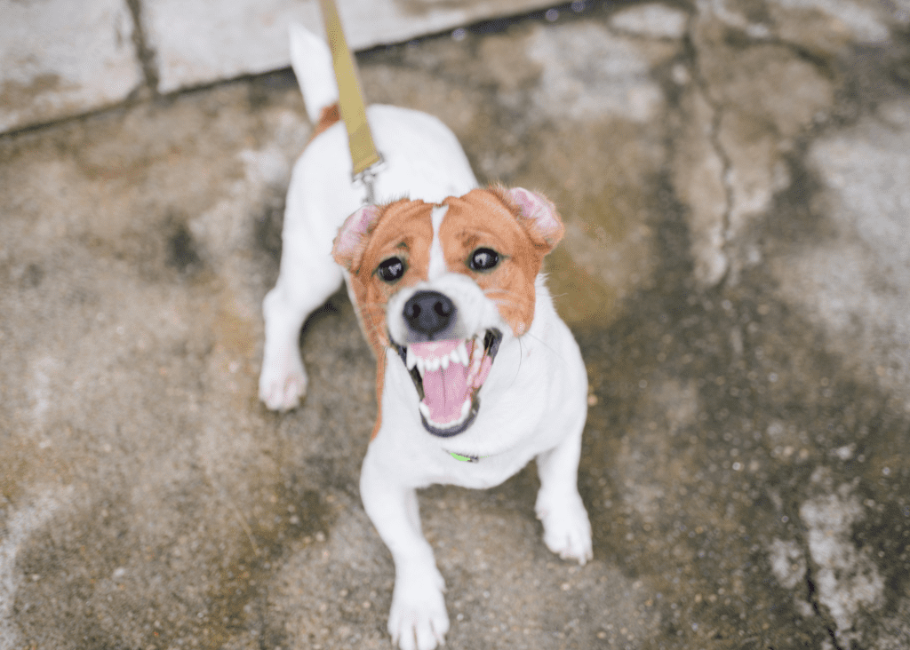 The Time Frame to Sue | North Carolina Dog Bite Law