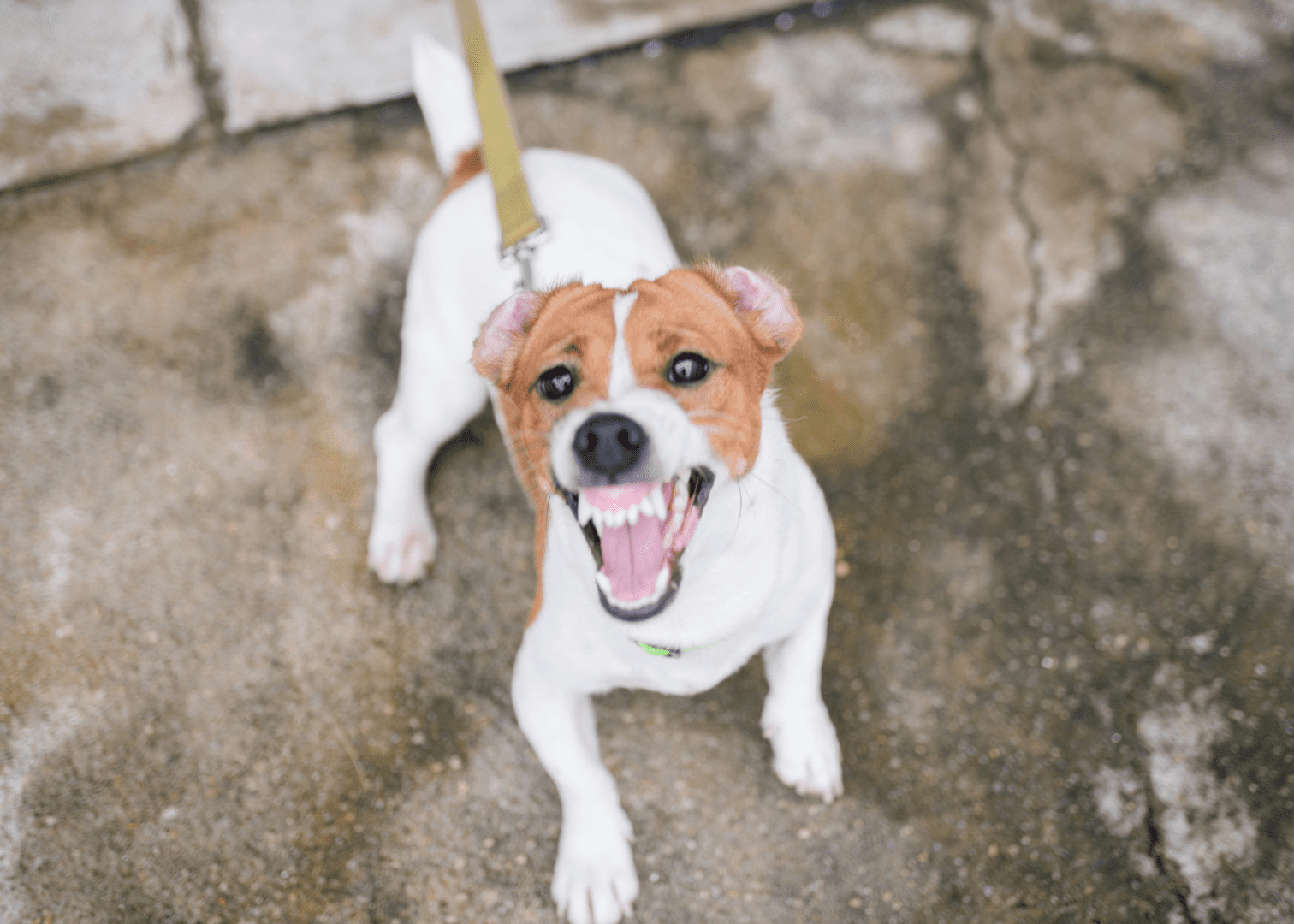 Dog Bite Injury - Filing a Lawsuit