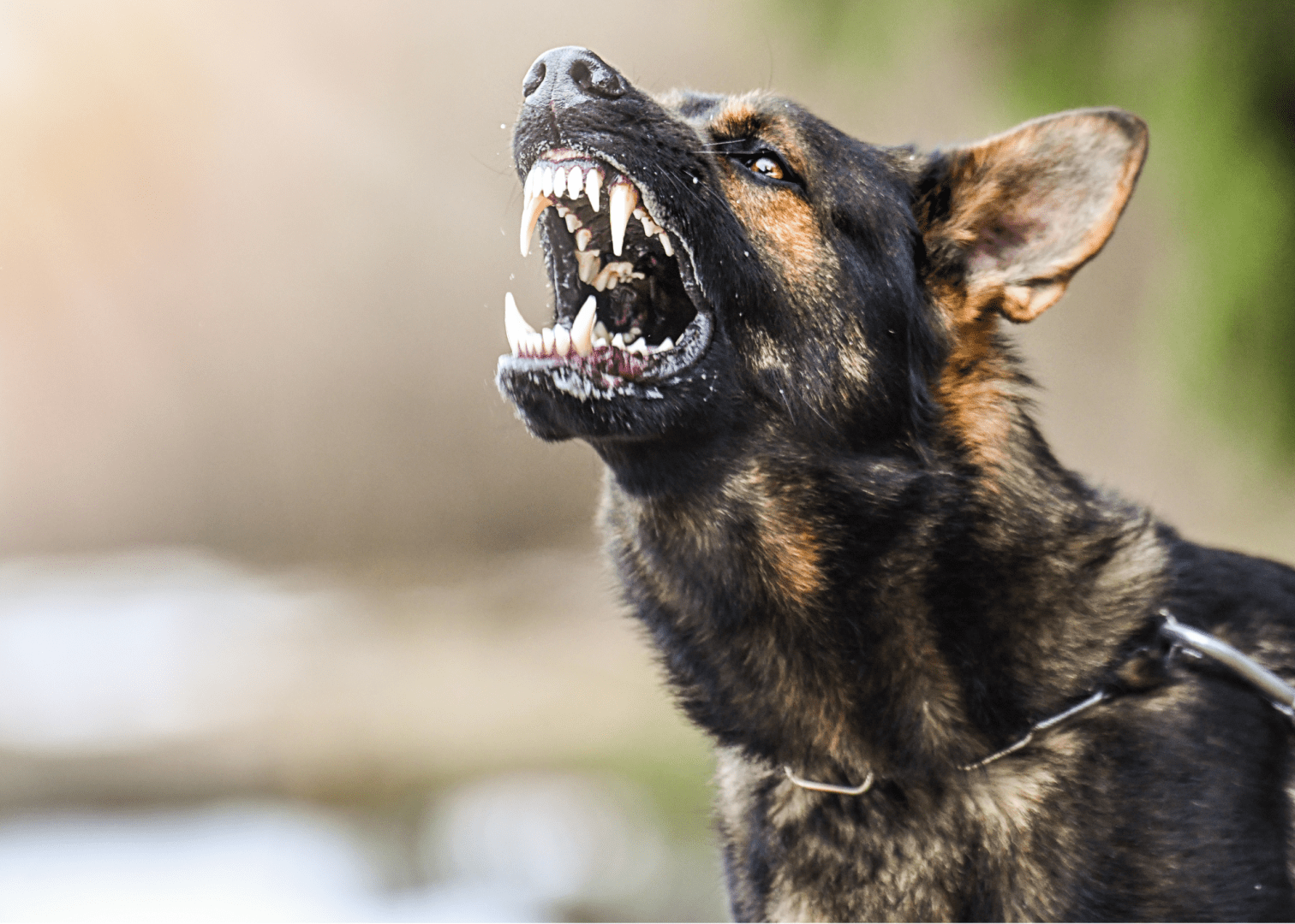 Agreesive Dog - Dog Bite Injury Claim